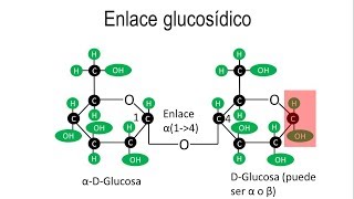 Disacáridos  Enlaces OGlucosídicos alfa y beta [upl. by Aikcin]