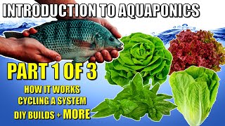 Introduction to Aquaponics Part 1  The Nitrogen Cycle amp Basic DIY Systems 🐟🍅🥬 [upl. by Onej]