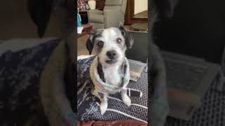 Dog Starts Shivering Every Time She is Asked About Going Outside  1483007 [upl. by Nugent]