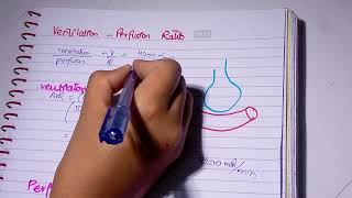 Ventilation Perfusion Ratio l VQ ratio l zones of lungs l Respiratory Physiology [upl. by Alyse]