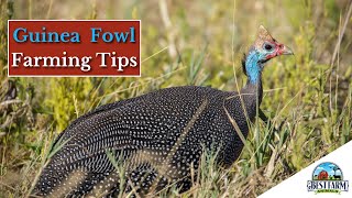 Guinea Fowl Important Things To Remember When Raising [upl. by Lasser]