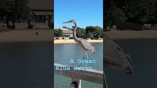 The Great Blue Heron on the Coconut Telegraph alabama wildlife mobilebay [upl. by Pigeon899]