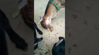 Goat love bakri ka piyarminivlog shorts goat goatfarming goats villagelife animals goatfarm [upl. by Alleunamme]