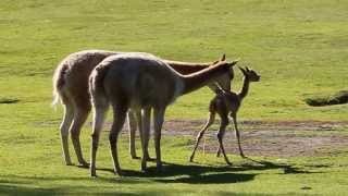 Baby vicuña takes first steps at Kolmården Zoo [upl. by Shank769]