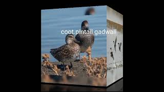 coot gadwall pintail call sound [upl. by Leacock]