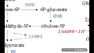 Red Blood Cells metabolism [upl. by Millar]