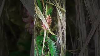 Tupistra Nutansknows as Nakima Flowers 🌺 and vegetables vegitables naturefarming shorts [upl. by Reitrac]