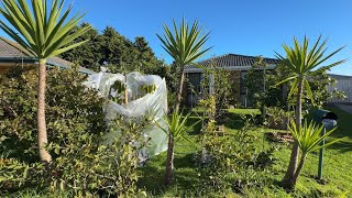 Front yard Tour mid of winter Melbourne 🇦🇺🥶 [upl. by Autum]