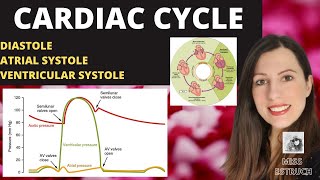 Alevel CARDIAC CYCLE Diastole atrial systole ventricular systoles the pressure volume changes [upl. by Ellata]