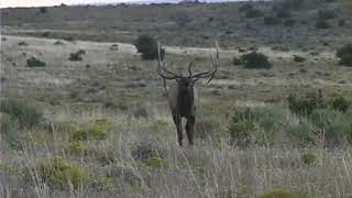 Incredible elk called in Close VOLUME ON 🔊 [upl. by Einobe574]