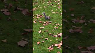 Speedy squirrel at clumber park clumberpark nature nationaltrust wildlife hike [upl. by Katherine]