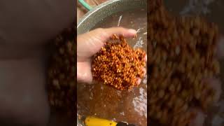 DIY mushroom grain spawn for beginnersFULL VIDEO on YT Channel tutorial businessideas2024 [upl. by Auqinaj]