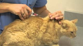 Local Experts Granite City Pet Hospital How to Inject a Cat [upl. by Tobias]