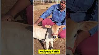 Adorable cows😘 shortest cows breed below 2 feet height youtube viral reels miniature trend yt [upl. by Yahsram106]