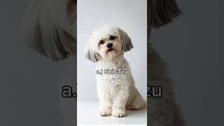 🤔Shih Tzu or Pekingese dogmomyoutube dogmom puppy dogfood adogspurpose [upl. by Lananna686]