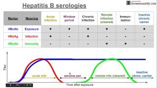 Hepatitis B serologies [upl. by Garate]