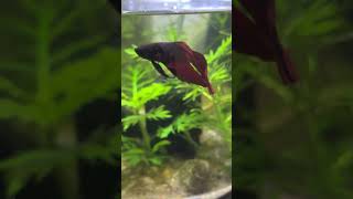 My beta fish nipped this baby guppy tail and made it look like endler guppy tail [upl. by Llezniuq13]