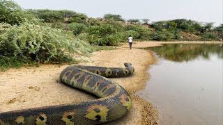 Anaconda Snake 3 In Real Life HD Video [upl. by Liag194]