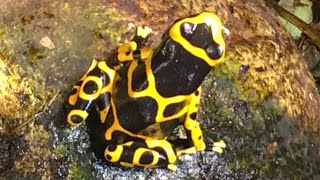 OneMinute Slice of Dart Frog Life [upl. by Whang]