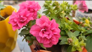 petunia flower plant best winter seasonal plant double plated petunia flower plant [upl. by Tobin621]