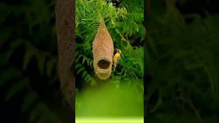 Impressed by the Architectural Masterpiece of Elite Nest Weavers The GoldenHeaded Weaver Bird [upl. by Ybocaj]