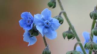 Flowers Close Up  Chinese ForgetMeNot Cynoglossum amabile [upl. by Etnelav291]