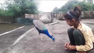 मोर का डांस peacock 🦚 dance 💃 roof birds the india pefowlpeacock sound and peacock flying peahen [upl. by Tiossem]