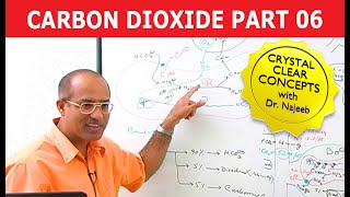 Carbon Dioxide Transport  Respiration amp Gas Exchange  Part 66 [upl. by Swihart]