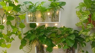 My secret of growing healthy amp bushy money plants in water  Caretips for MM leafylife550 [upl. by Eittak910]