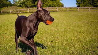 Great Dane Herding Trials Testing Their Instincts [upl. by Ainesy]