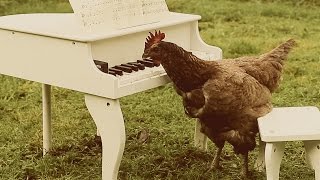 Igorrr  My Chickens Symphony [upl. by Drarrej460]