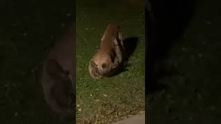 Backyard Brawl natureismetal keepnaturemetal puma trashpanda [upl. by Alodee]