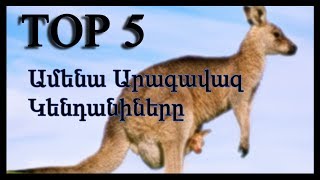 Top 5 Ամենա Արագավազ ԿենդանիներըUneFUN [upl. by Avid]