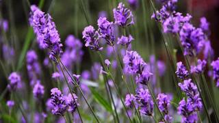 Lavender angustifolia or lavandula officinalis [upl. by Ridinger]