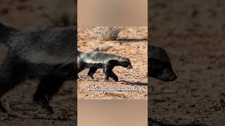 Facts You Didn’t Know About Honey Badgers 🦡 [upl. by Erma940]