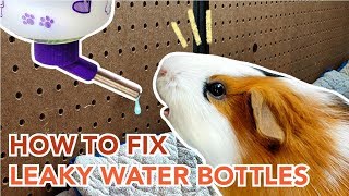 How to Maintain and Prevent Leaks in Guinea Pig Water Bottles  GuineaDad [upl. by Danie]