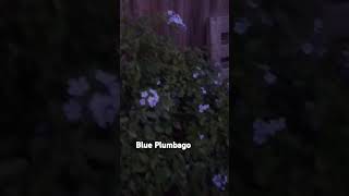 Plumbago blue at Twilight [upl. by Fish]