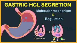 Gastric acid HCL secretion Mechanism and Regulation [upl. by Einatirb382]