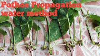 How to propagate Pothos plant in water methodwatch Full Tutorial and with result [upl. by Suiram]