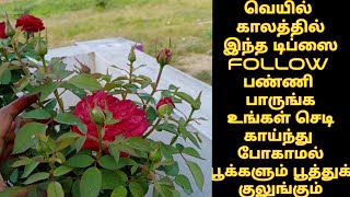 Rose Plant Summer care tips in tamil How to watering the rose plants tips and tricks [upl. by Handy377]