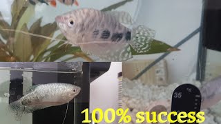 How to breed Blue Gourami fish easilycomplete success Gourami breeding [upl. by Elodia28]