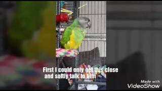 Taming arlo my Senegal parrot [upl. by Akinhoj]