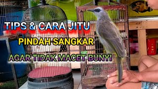 CARA YANG BENAR PINDAH SANGKAR BURUNG TRUCUKAN KE SANGKAR BARU [upl. by Maurise250]