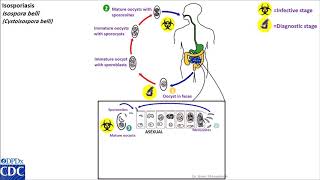 Isospora belli life cycle [upl. by Nivonod]