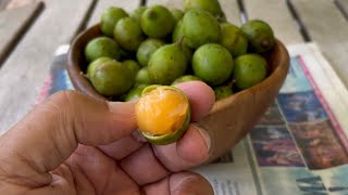 How to Eat Quenepas Spanish Lime or Mamoncillos [upl. by Capon]