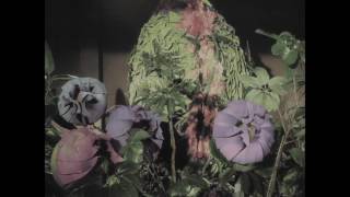 The Little Shop of Horrors 1960 in 5 minutes [upl. by Adda]