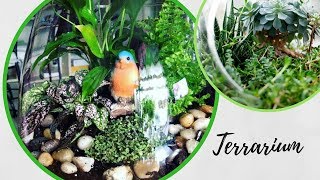 Comment faire un terrarium [upl. by Ardnoik]