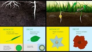 Monocots vs Dicots [upl. by Edyak]