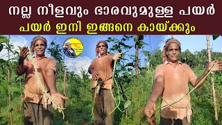 നല്ല നീളവും ഭാരവുമുള്ള പയർ കിട്ടാൻ  vegetable  farming  seeds  krishi santhutech86 [upl. by Acila]