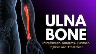 Ulna Bone Introduction Anatomy Function Injuries and Treatment [upl. by Attaynek]